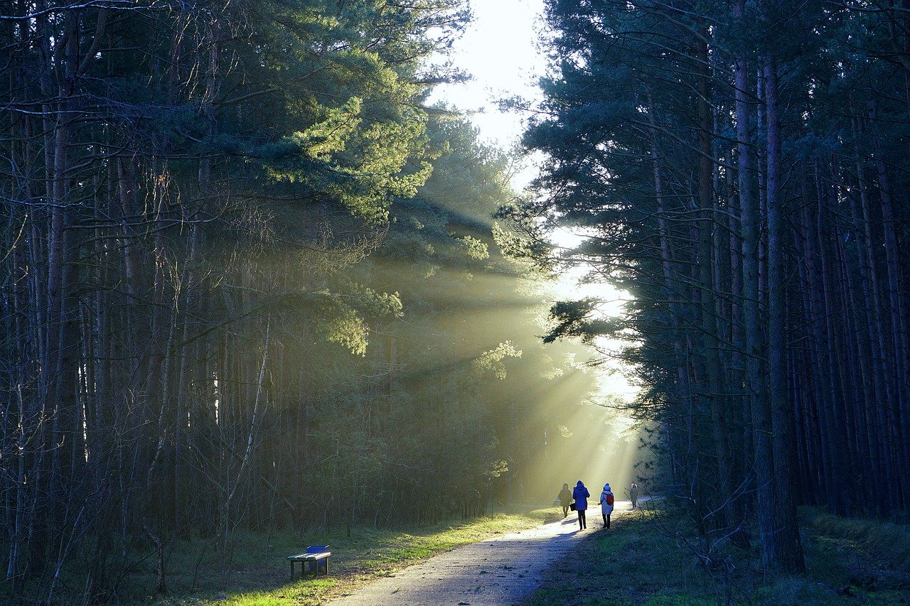 the path, forest, trees, sunlight, way, forest path, landscape, nature, go, the road in the forest, trail, outside, track, walk in the woods, forest road, hiking trail, walk, relation, relaxation, oxygenate, rest, fresh air, sunset, close up, hiking trail, walk, relation, relation, relation, relation, relation, rest, fresh air, fresh air, fresh air